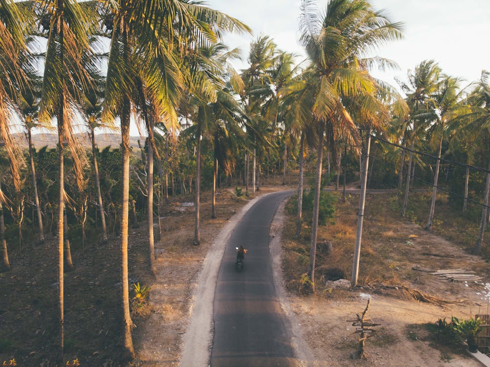 Person riding motorcycle on a narrow road through tall palm trees - why you need travel medical insurance